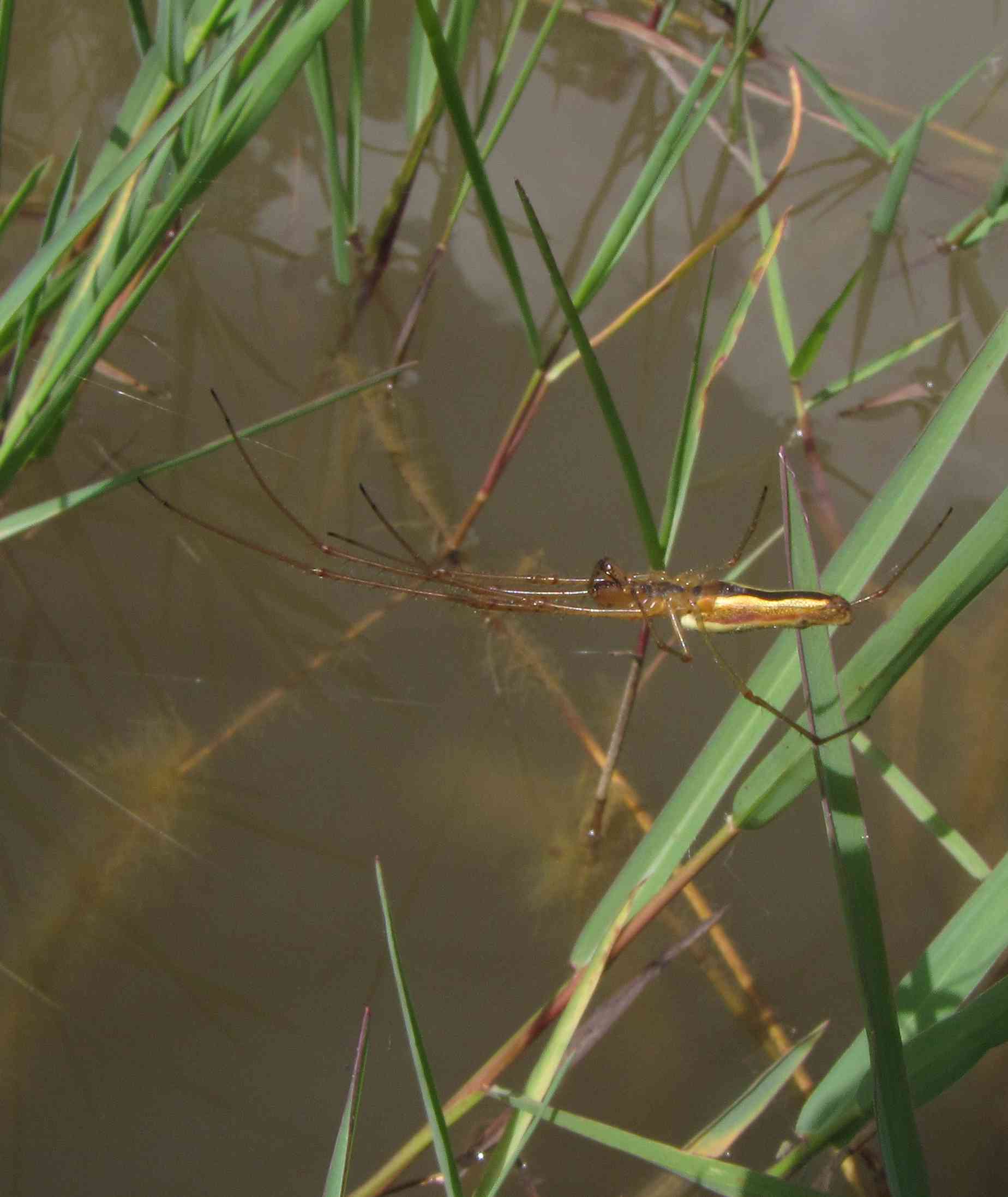 Tetragnatha sp.